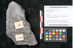 Foto (Objekt + Etikett) von Neuropteris sp.  (NHMW-GEO-2024-0188-10699)